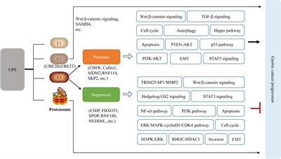 UPS: Opportunities and challenges for gastric cancer treatment